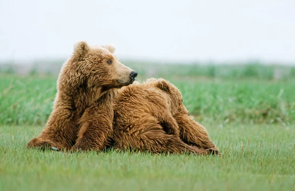 Bruine Beer Ursus Arctos Moeder Met Jonge Beer Katmai National — Stockfoto