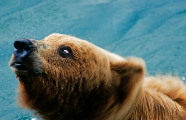 Urso Pardo Ursus Arctos Sacudindo Água Sua Pele Parque Nacional — Fotografia de Stock