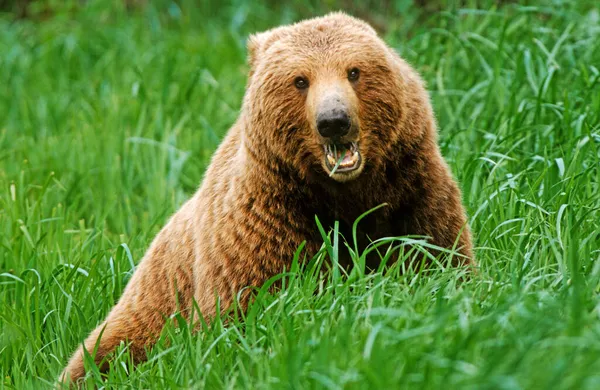 Medvěd Hnědý Ursus Arctos Jedl Trávu Národní Park Katmai Aljaška — Stock fotografie