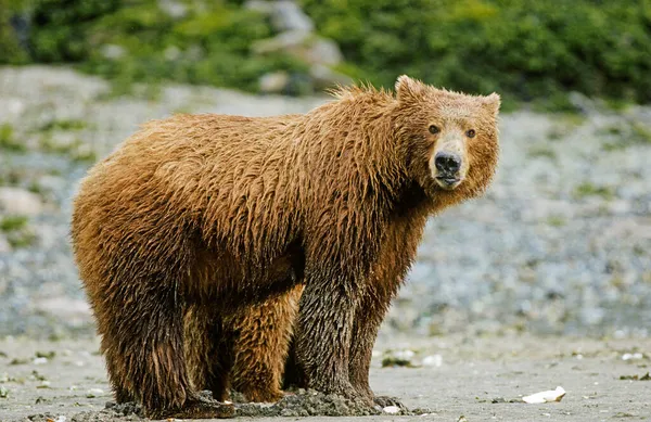 Urso Pardo Ursus Arctos Mãe Com Urso Jovem Uma Praia — Fotografia de Stock