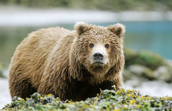 Niedźwiedź Brunatny Ursus Arctos Park Narodowy Katmai Alaska — Zdjęcie stockowe