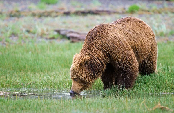 Brown Bear Ursus Arctos Drinking Water Katmai National Park Alaska — Stock Photo, Image