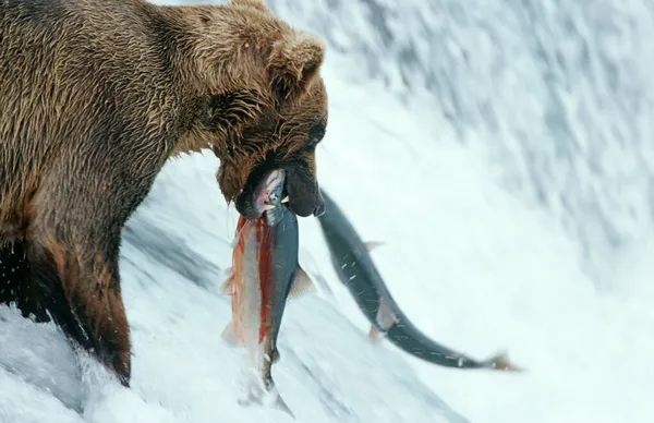 Бурый Медведь Ursus Arctos Ловит Лосося Водопаде Национальный Парк Катмай — стоковое фото