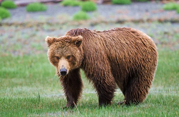 Бурый Медведь Ursus Arctos Национальный Парк Катмай Аляска — стоковое фото