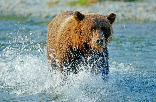 Barnamedve Ursus Arctos Lazacfogása Katmai Nemzeti Park Alaszka — Stock Fotó