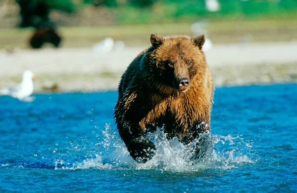 Urso Pardo Ursus Arctos Captura Salmão Parque Nacional Katmai Alasca — Fotografia de Stock