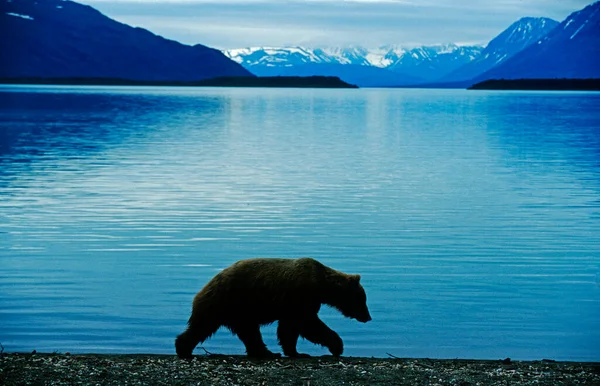 Bruine Beer Ursus Arctos Wandelen Bij Een Meer Tijdens Schemering — Stockfoto