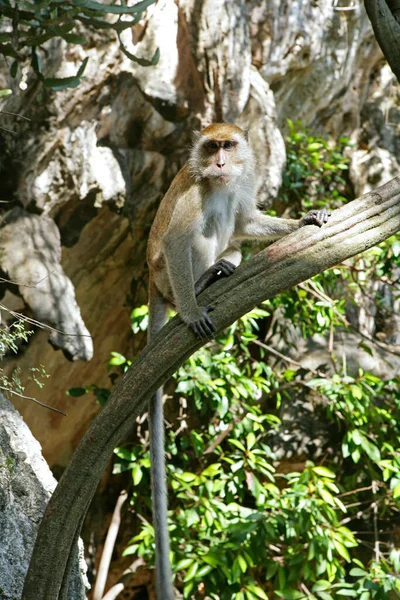 Scimmie Phra Nang Penisola Krabi Thailandia Asia — Foto Stock