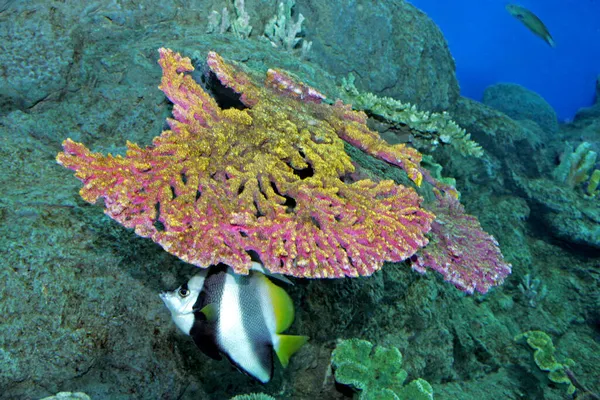 Pattaya Aquarium Siam Thailand Asien — Stockfoto