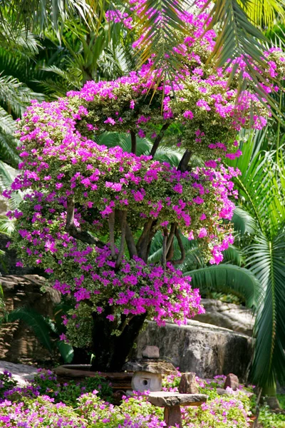 Tropická Zahrada Vesnice Nong Nooch Siam Thajsko Asie — Stock fotografie