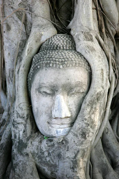 Head Tailandia Siam Ayutthaya Wat Maha Mahathat —  Fotos de Stock