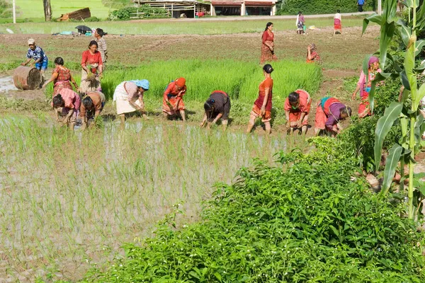Récolte Riz Dans Vallée Katmandou Népal — Photo