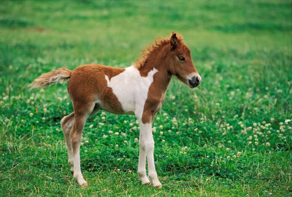 Shetland Pony Napos Csikó — Stock Fotó