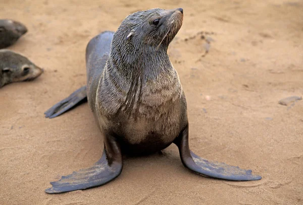 Cape Fur Seal Arctocephalus Pusillus Cape Cross Namibia — Stock Photo, Image