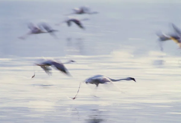 Začínající Menší Plameňáci Phoenicopterus Minor Jezero Bogoria Keňa — Stock fotografie