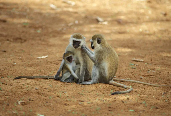 Scimmie Tantalus Cercopithecus Aetiops Riserva Nazionale Samburu Kenya — Foto Stock