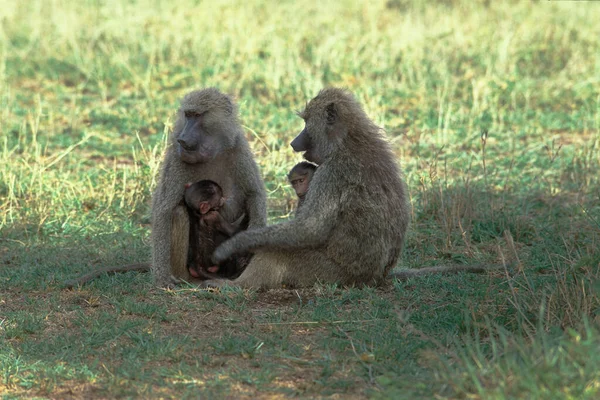 Baboon Met Baby Papio Cynocephalus Lake Manyara Tanzania — Stockfoto
