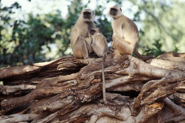 Scimmie Hanuman Presbytis Entellus India — Foto Stock
