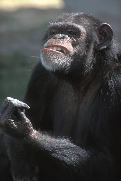 Chimpancé Chimpancé Pan Trogloditas — Foto de Stock