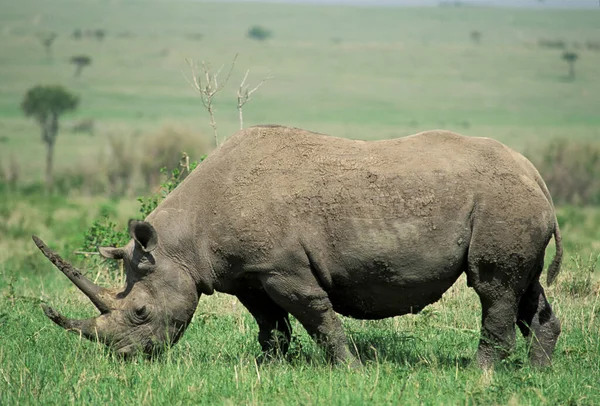 Rinoceronte Negro Diceros Bicornis Masai Mara Quénia — Fotografia de Stock