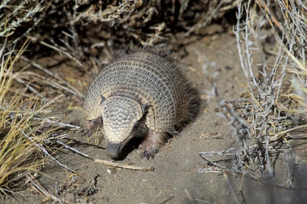 Dwarf Amadillo Zaedyus Pichiy Южная Америка — стоковое фото