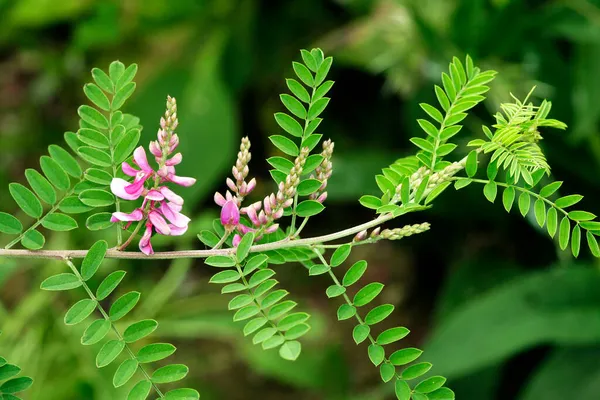 Anil Indigo Plant Indigofera Tinctoria — Stockfoto