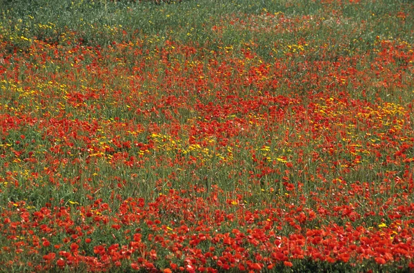 Mlt Malta Mohn — Stockfoto