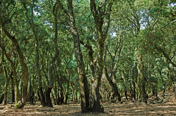 Cork Oaks Quercus Suber Sardenha Itália — Fotografia de Stock