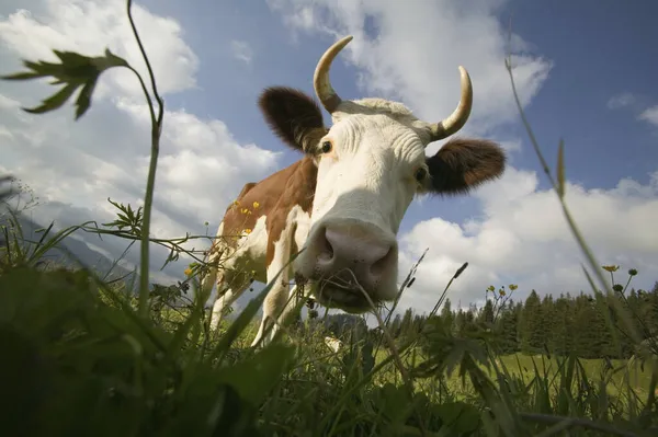Корова Горном Пастбище — стоковое фото