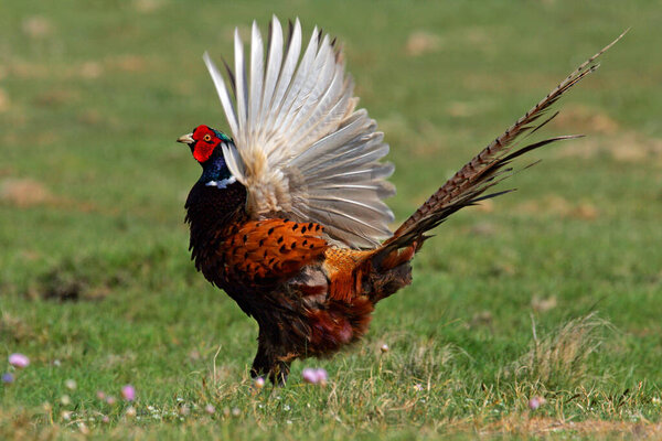 pheasant flattering with the wings - common pheasant - ring-necked pheasant - male (Phasianus colchicus)
