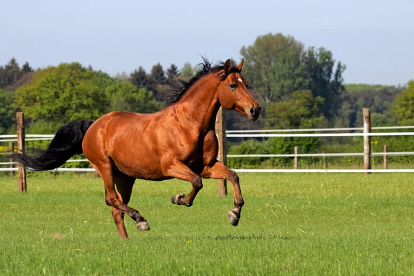 Galopperend Rijpaard Equus Przewalskii Caballus — Stockfoto