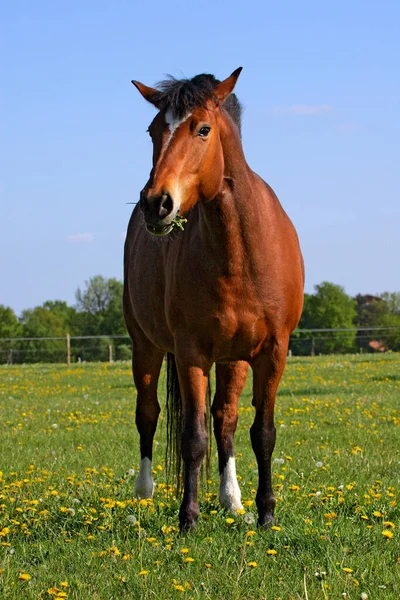 Ağzında Karahindiba Olan Equus Przewalskii Caballus — Stok fotoğraf