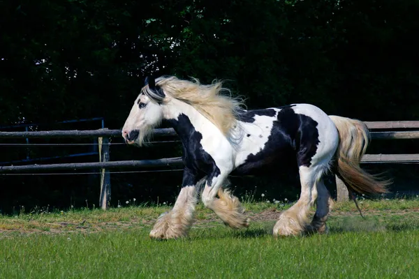 Ggping Irish Tinker Horse Ириш Tinker Mare Equus Przewalskii Caballus — стоковое фото