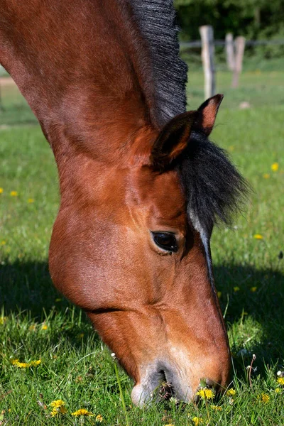 Caballo Freiberger Retrato Equus Przewalskii Caballus —  Fotos de Stock
