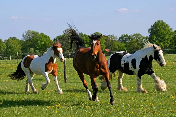 Galopando Caballo Freiberger Dos Caballos Irlandeses Tinker Fondo Yeguas Equus — Foto de Stock