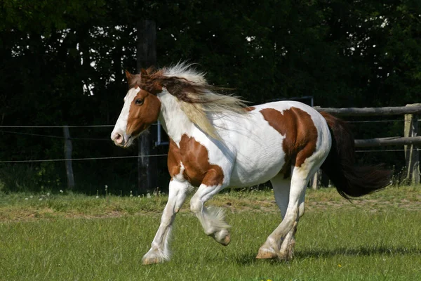 Dörtnala Rlandalı Teneke Rlandalı Tenekeci Kısrak Equus Przewalskii Caballus — Stok fotoğraf