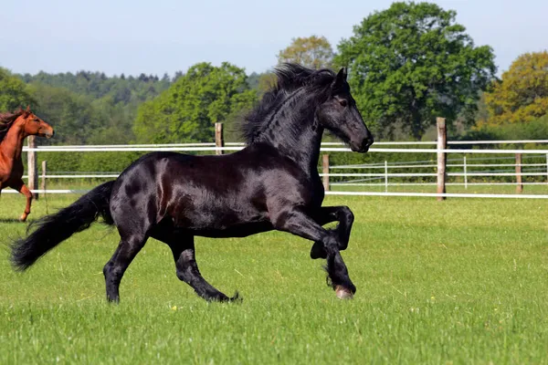 Dörtnala Frisian Atı Gelding Equus Przewalskii Caballus — Stok fotoğraf