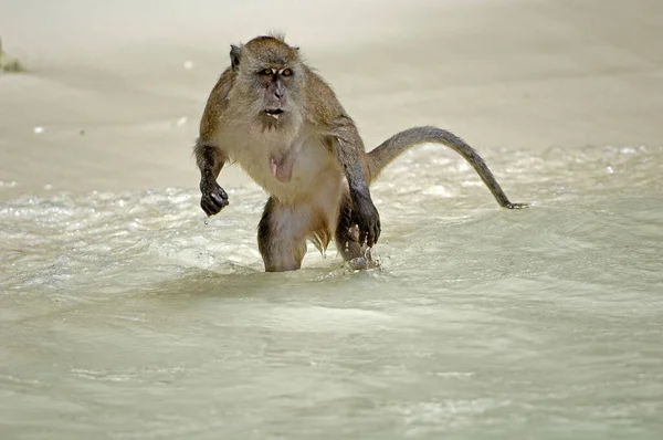 Egret Monkey Macaca Facicularis — Foto Stock