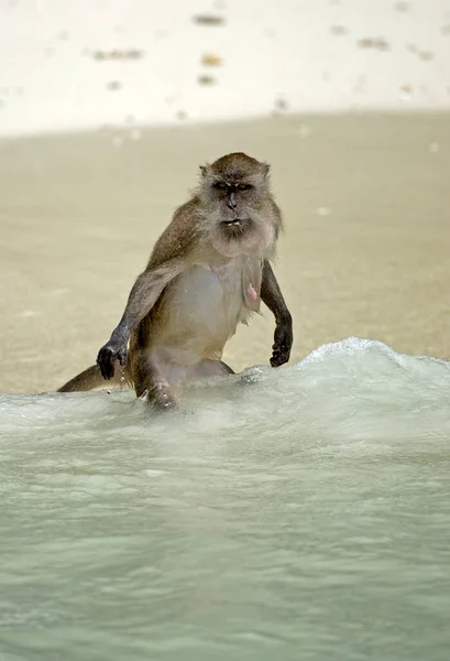 Egret Monkey Macaca Facicularis — Foto Stock