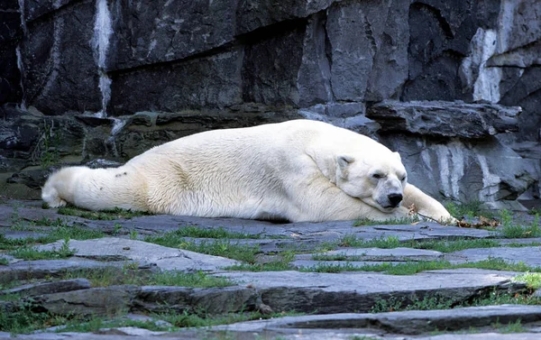 Арктический Медведь Ursus Maritimus — стоковое фото