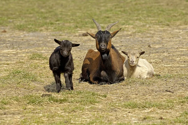 Gedomesticeerde Geit Capra Hircus — Stockfoto