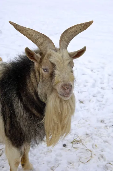Domestic Goat Capra Hircus Old Male — Stock Photo, Image