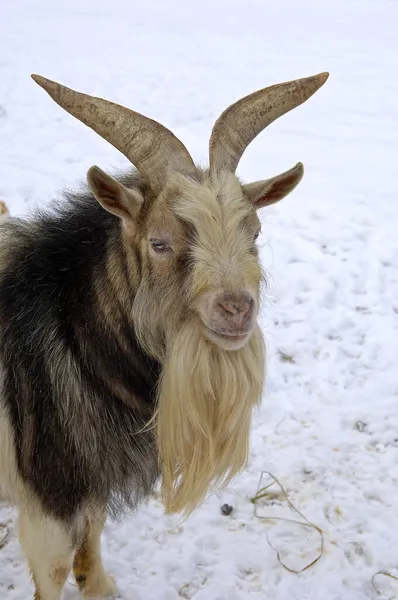 Kambing Domestik Capra Hircus Laki Laki Tua — Stok Foto