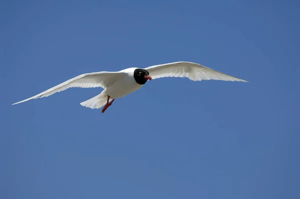 Flying Gull Mediterranean Gull Sea Gull — Stock Photo, Image