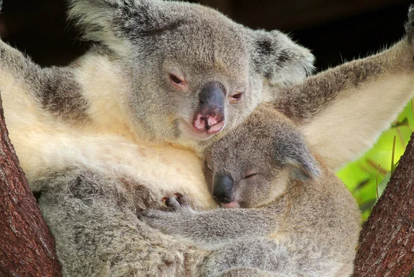 Koala Phascolarctos Cinereus Kölyökkel Ausztrália — Stock Fotó