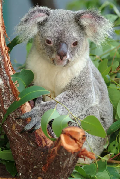 Koala Phascolarctos Cinereus Assis Sur Eucalyptus Australie — Photo