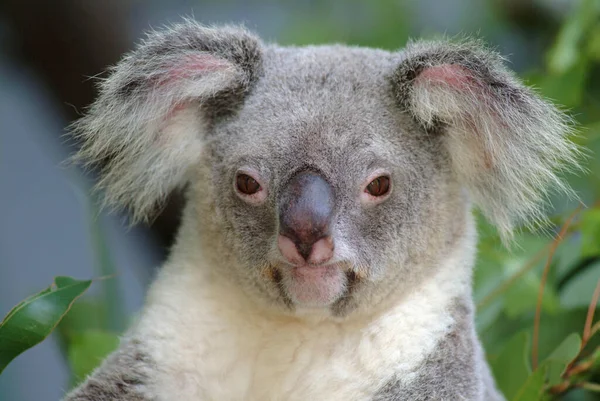 Koala Phascolarctos Cinereus Αυστραλία — Φωτογραφία Αρχείου