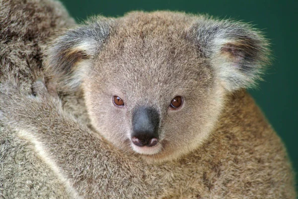 Koala Pup Phascolarctos Cinereus Αυστραλία — Φωτογραφία Αρχείου