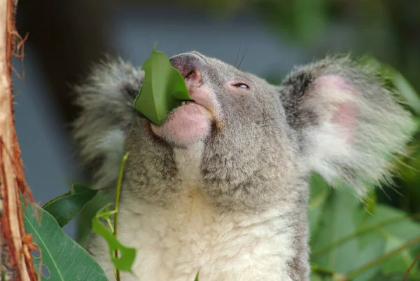 Koala Phascolarctos Cinereus Eating Eucalyptus Leaves Australia — Stock Photo, Image