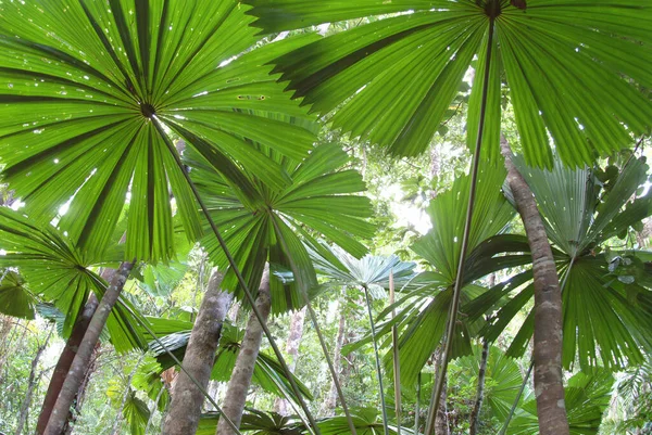 Palmtrees Licuala Ramsayi Cape Tribulation Queensland Ausztrália — Stock Fotó